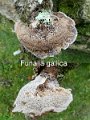 Funalia gallica-amf1818